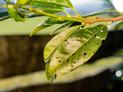 Dziurkowatość liści drzew pestkowych - objawy, skutki, opryski