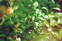 Wzdymacz bukszpanowy - poskręcane liście bukszpanu. Jak zwlaczyć szkodniki?
