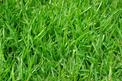 Zakładanie i pielęgnacja trawnika - porady eksperta