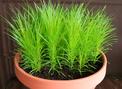 4 najciekawsze trawy ozdobne w donicach - idealne do Twojego domu