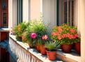 10 najciekawszych roślin balkonowych - są idealne do bloku