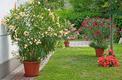Oleander a choroby, uprawa w zimie i pielęgnacja przez cały rok