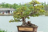 Drzewko bonsai – cena, pielęgnacja, odmiany