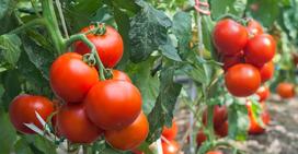 Choroby pomidorów - jak sobie z nimi radzić?