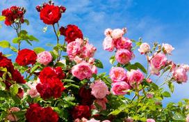 Najpopularniejsze róże rabatowe w polskich ogrodach