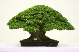 Fikus bonsai - pielęgnacja, porady, ciekawostki