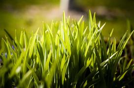 Trawy ozdobne w ogrodzie - rodzaje, uprawa, ceny