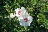 Ketmia syryjska (hibiskus) - rodzaje, odmiany, uprawa i pielęgnacja