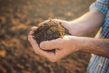 Próchnica gleby krok po kroku – rola próchnicy, powstawanie, ciekawostki