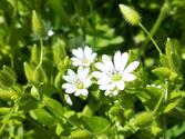 Gwiazdnica pospolita – sposoby zwalczania w ogrodzie, właściwości lecznicze