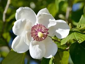 Magnolia Siebolda - sadzenie, uprawa, wymagania, porady