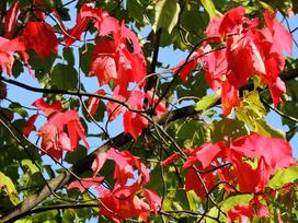 Klon czerwony (Acer rubrum, RED SUNSET) - opis, sadzenie, pielęgnacja, choroby, ceny