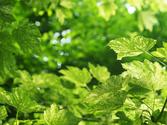 Klon jawor (Acer pseudoplatanus) - opis, sadzenie, pielęgnacja, porady