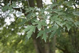 Klon srebrzysty (Acer saccharinum) - uprawa, pielęgnacja, formowanie, porady