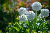 Pierwiosnek ząbkowany (Primula denticulata) - uprawa, pielęgnacja, rozmnażanie, cena