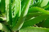 Aloes uzbrojony w doniczce - uprawa, pielęgnacja, wymagania