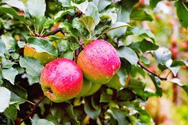 Jabłoń Ligol - uprawa, pielęgnacja, porady