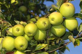 Golden Delicious - popularna jabłoń - uprawa, pielęgnacja, porady