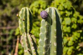 Cereus repandus w doniczce - uprawa, pielęgnacja, ciekawostki