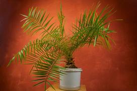 Palma kokosowa w doniczce – uprawa w domu, pielęgnacja, podlewanie, cena