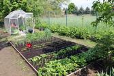 Nowalijki wiosenne w przydomowym ogrodzie – uprawa, pielęgnacja, terminy sadzenia