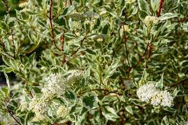 Dereń elegantissima (biały) - sadzenie, uprawa, cięcie, pielęgnacja