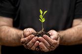 Rozmnażanie wegetatywne - jak to działa dla różnych roślin?