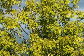 Topola balsamiczna (Populus balsamifera) - opis, występowanie, sadzonki, uprawa