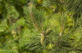 Sosna czarna (Pinus nigra) - opis, sadzenie, uprawa, pielęgnacja, odmiany