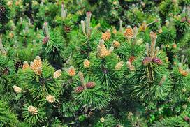 Sosna górska (Pinus mugo) - odmiany, wymagania, uprawa, pielęgnacja