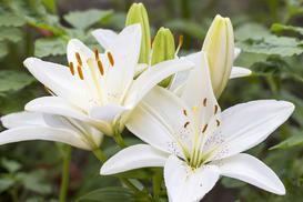 Lilia biała (Lilia św. Józefa) – sadzenie, uprawa, pielęgnacja