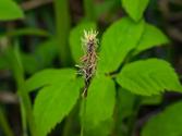 Turzyca pospolita (carex nigra, carex fusca) – opis, odmiany, uprawa, porady