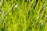 Turzyca muskegońska (Carex muskingumensis) – opis, uprawa w ogrodzie, porady