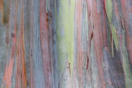 Eukaliptus tęczowy (Eucalyptus deglupta) - sadzenie, uprawa, pielęgnacja, porady