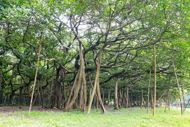 Figowiec bengalski (banian) - ogromne drzewo, które można spróbować uprawiać w domu