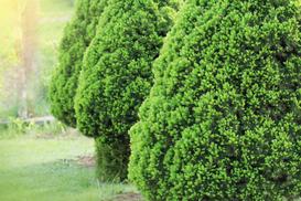 Świerk biały Conica (Picea glauca Conica) - uprawa, pielęgnacja, choroby, porady