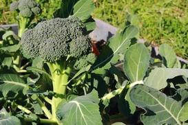 Uprawa brokułów w ogródku – odmiany, sadzenie, pielęgnacja, choroby