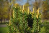Sosna syberyjska (Pinus sibirica) - sadzonki, uprawa, pielęgnacja, choroby