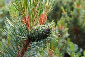 Sosna karłowata (Pinus pumila) - uprawa w ogrodzie, pielęgnacja, porady, cena