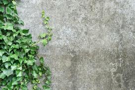 Bluszcz irlandzki (Hedera hibernica) - sadzenie, uprawa, pielęgnacja