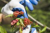 Kędzierzawość liści brzoskwini - przyczyny, zwalczanie różnymi metodami