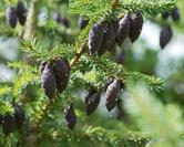 Świerk czarny (Picea mariana) – wymagania, uprawa, przycinanie, porady