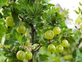 Krzewy owocowe w ogrodzie – najpopularniejsze odmiany, ceny sadzonek, co wybrać?