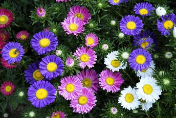 Astry marcinki - kwiaty ogrodowe - gatunki, odmiany, uprawa, pielęgnacja, porady