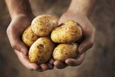 Wartości odżywcze ziemniaków - wyjaśniamy w prostych słowach