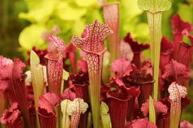 Kapturnica (Sarracenia) - ciekawa roślina owadożerna - odmiany, uprawa, pielęgnacja