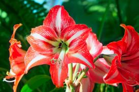 Zwartnica - piękny kwiat - wymagania, uprawa, pielęgnacja, kwitnienie, porady