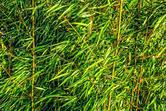 Trawa bambusowa - odmiany, wymagania, uprawa, pielęgnacja, porady