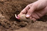 Sadzenie ziemniaków krok po kroku - jak i kiedy sadzić ziemniaki?