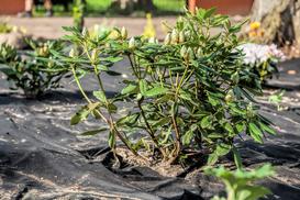 Jak i kiedy sadzić rododendrony (azalie) - praktyczny poradnik